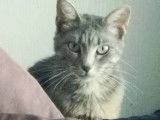 À adopter, chatte de couleur grise