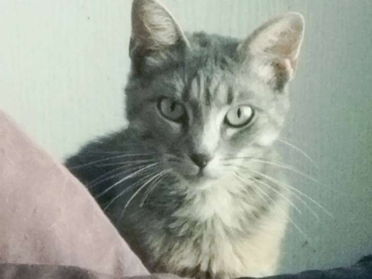 À adopter, chatte de couleur grise