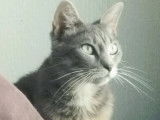 À adopter, chatte de couleur grise