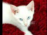 Disponible à l'adoption, chaton mâle blanc