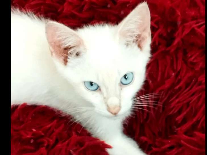Disponible à l'adoption, chaton mâle blanc