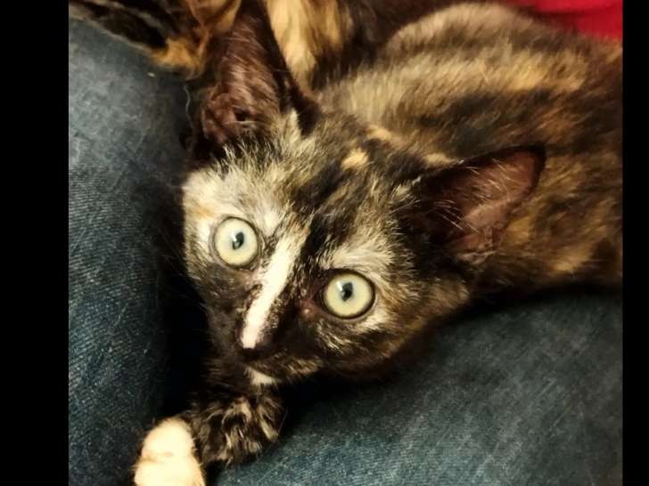 En attente d’adoption, chatonne de 3 mois