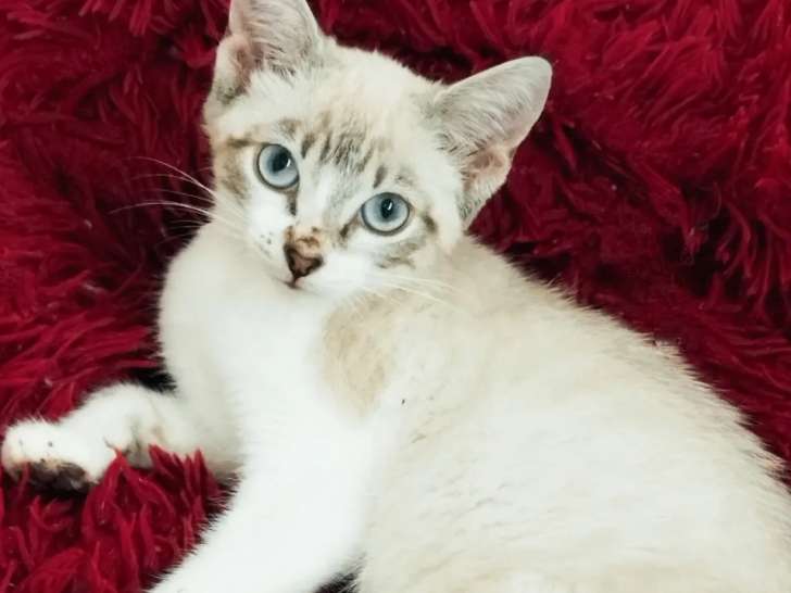 Prêt pour l’adoption, chaton femelle seal point