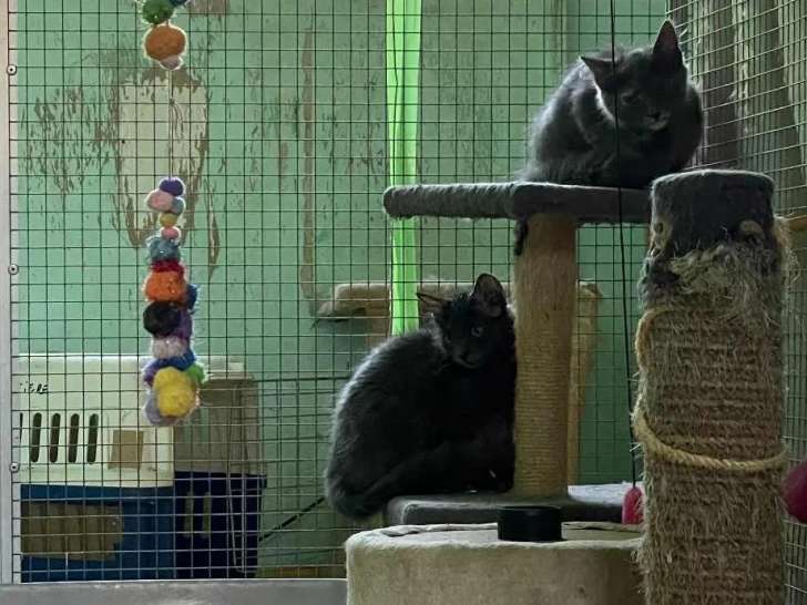 À accueillir, 3 chatons de 3 mois