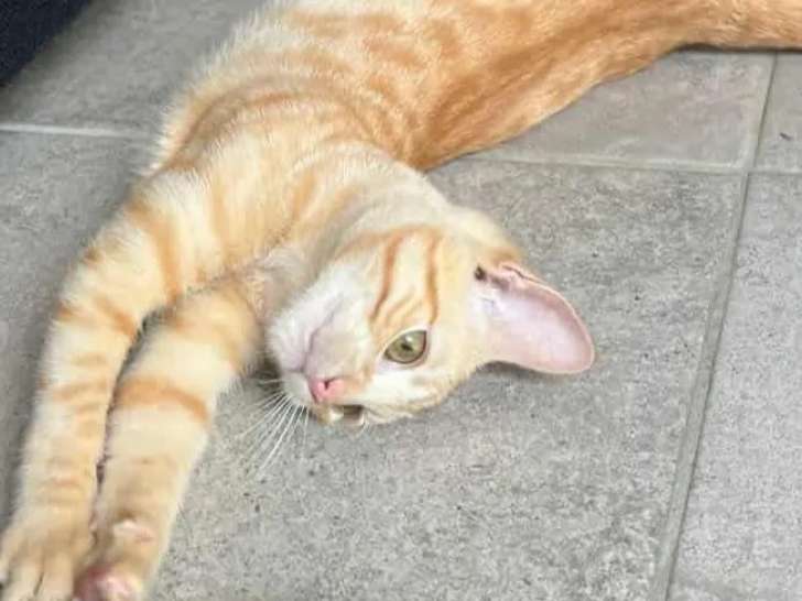 Adoption disponible : chatonne de 2 mois
