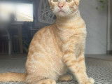 Adoption disponible : chatonne de 2 mois