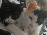 À la recherche d'un foyer, 2 chatons mâles de 3 mois
