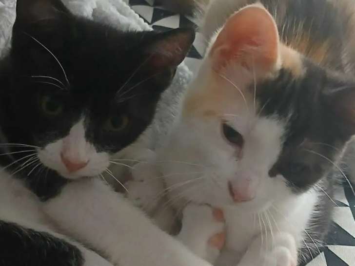 À la recherche d'un foyer, 2 chatons mâles de 3 mois