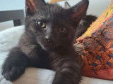 À adopter : chatons mâles de 3 mois