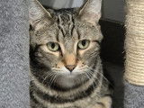 Disponible à l'adoption : chat au pelage tigré gris