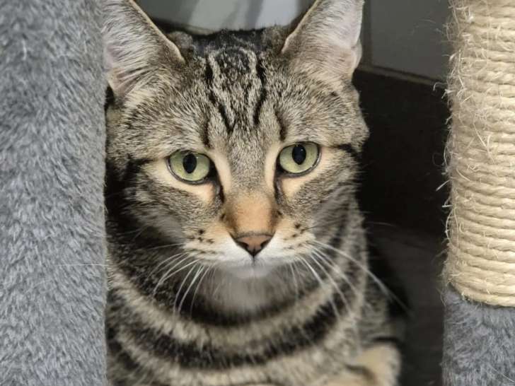 Disponible à l'adoption : chat au pelage tigré gris