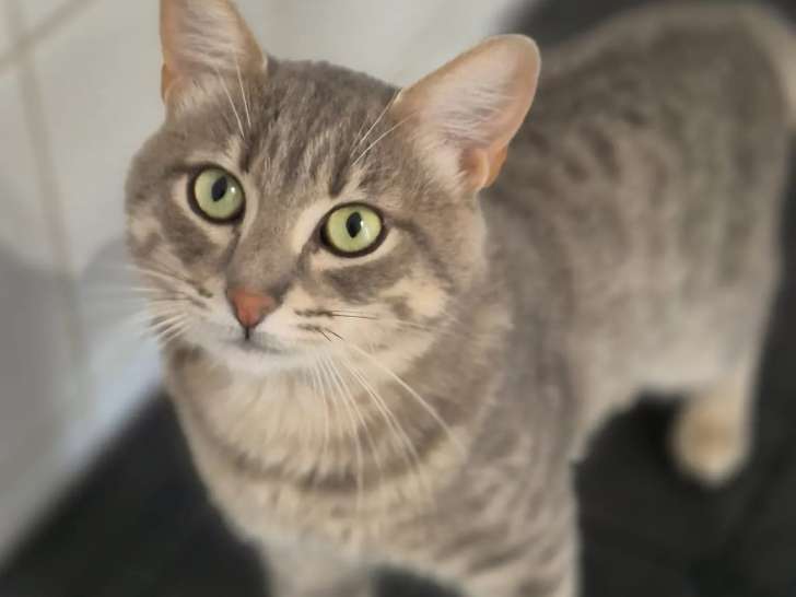 En attente d'adoption : chat âgé de 2 ans