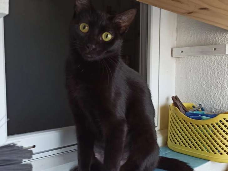 En attente d'une famille : chatte noire