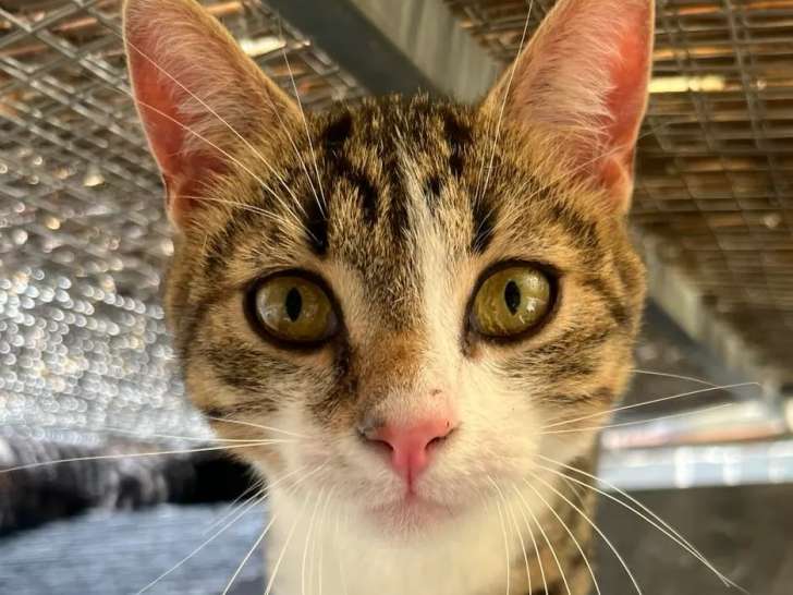 À accueillir : chat tigré blanc