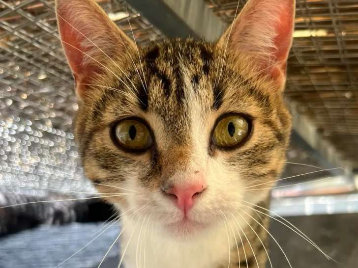 En quête d'un foyer : chatte d’un an