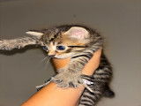 Chatonnes tigrées à donner