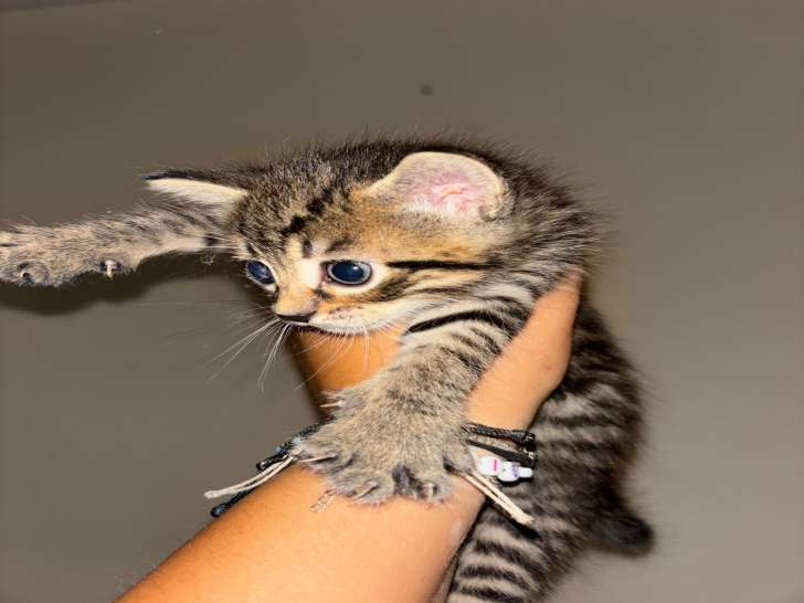 Chatonnes tigrées à donner