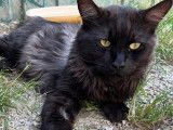 Adoption disponible : chat âgé de 5 ans