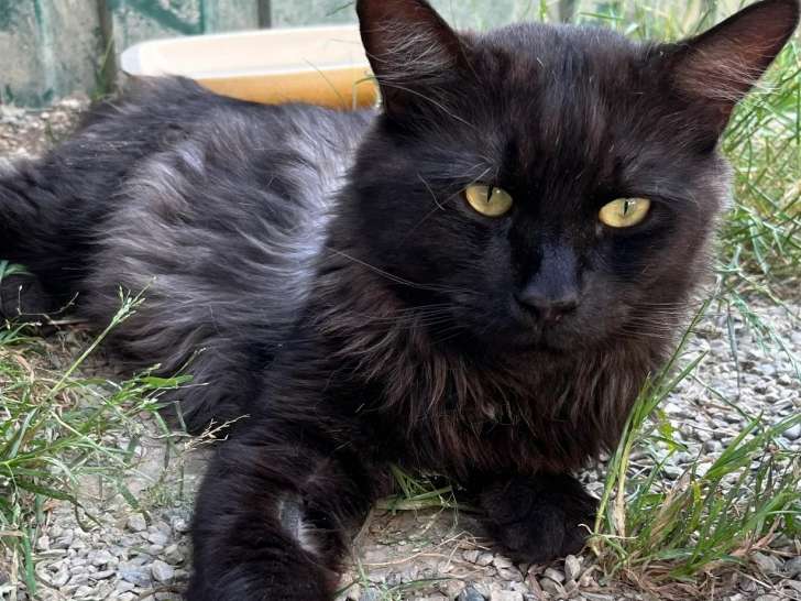 Adoption disponible : chat âgé de 5 ans