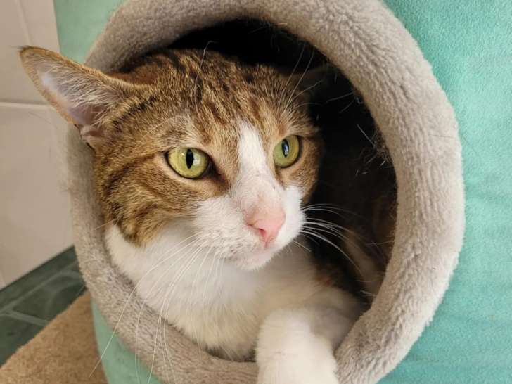 Chatte de 4 ans en attente d’adoption