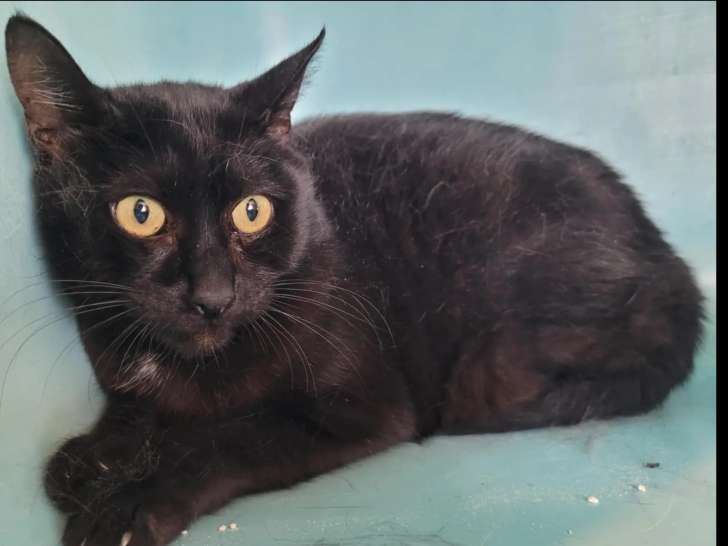 À la recherche d’un foyer : chat de couleur noire