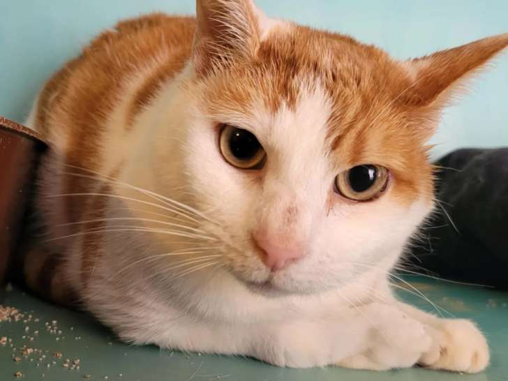 Prêt pour l'adoption : chat roux et blanc