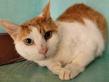 Prêt pour l'adoption : chat roux et blanc