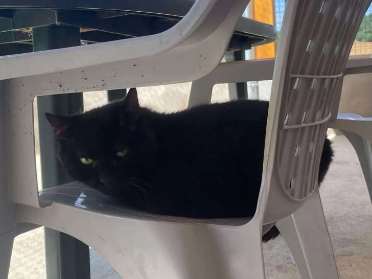 En attente d'adoption : chat âgé de 10 ans