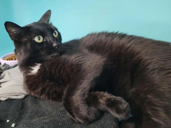 Disponible à l'adoption : chatte de 4 ans