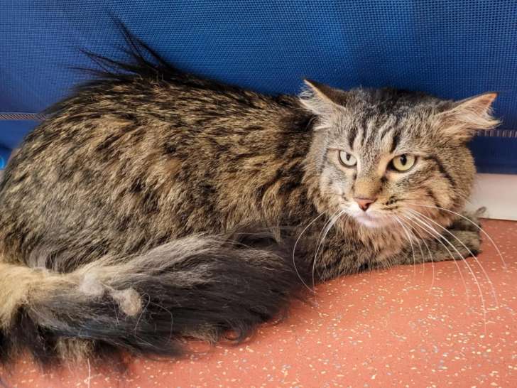 À adopter : chatte au pelage tigré