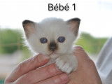 Chatons Sacré de Birmanie LOOF mâles à vendre