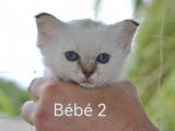 Chatons Sacré de Birmanie LOOF mâles à vendre