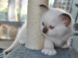 Chatons Sacré de Birmanie LOOF mâles à vendre
