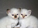Chatons Sacré de Birmanie LOOF mâles à vendre