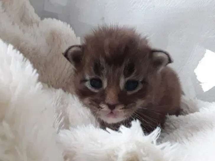 5 chatons Maine Coons LOOF à réserver