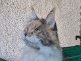Une chatte Maine Coon de 3 ans LOOF disponible à l’achat