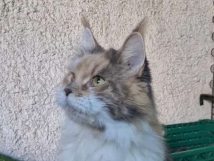 Une chatte Maine Coon de 3 ans LOOF disponible à l’achat