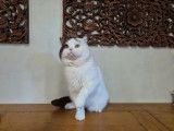 Chat British Shorthair de 4 ans LOOF bicolore à acheter