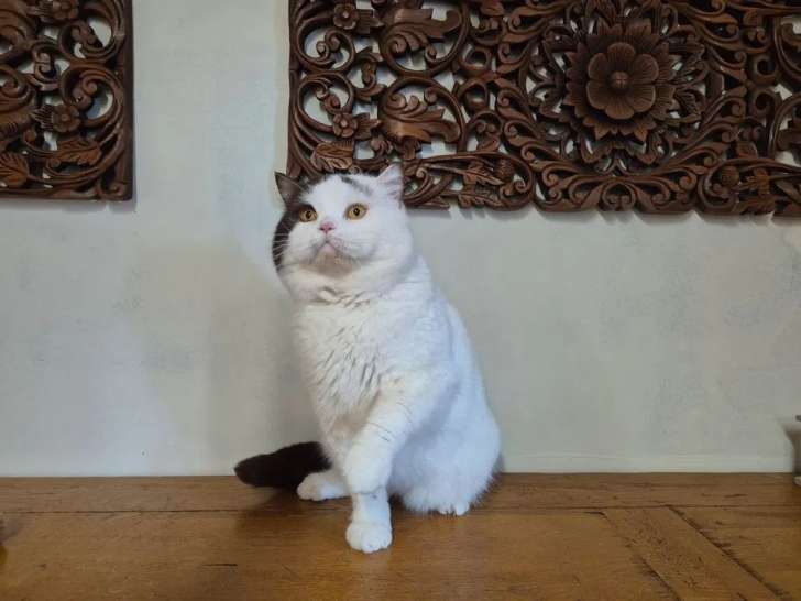 Chat British Shorthair de 4 ans LOOF bicolore à acheter