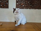 Chat British Shorthair de 4 ans LOOF bicolore à acheter