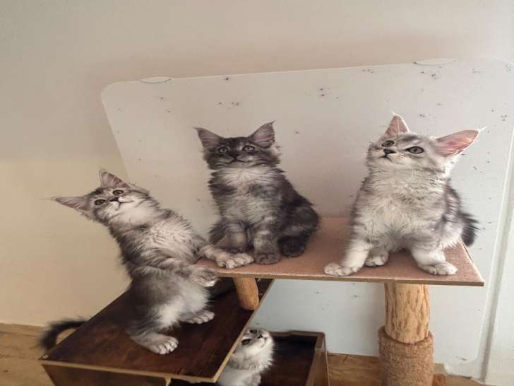 Chatons Maine Coon à vendre