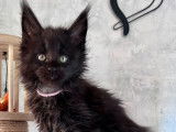 Une chatonne Maine Coon black solid LOOF à acheter
