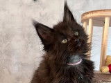Une chatonne Maine Coon black solid LOOF à acheter