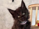 Une chatonne Maine Coon black solid LOOF à acheter
