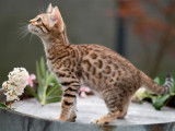 Une chatonne Bengal LOOF spotted à la réservation