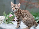 Une chatonne Bengal LOOF spotted à la réservation