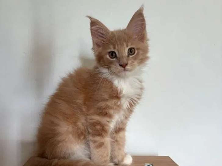 À vendre 2 chatons mâles Maine Coons LOOF