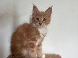 8 chatons Maine Coons LOOF disponibles à la réservation