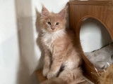 2 chatons femelles Maine Coons disponibles à l’achat (LOOF)