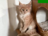 2 chatons femelles Maine Coons disponibles à l’achat (LOOF)